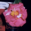 hybrid ‘Crimson Robe’ (Dataohong) x Ville de Nantes